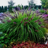 Pennisetum alopecuroides 'Black Beauty'