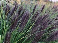 Pennisetum alopecuroides 'Black Beauty