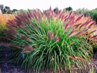Pennisetum alopecuroides 'Red Head'