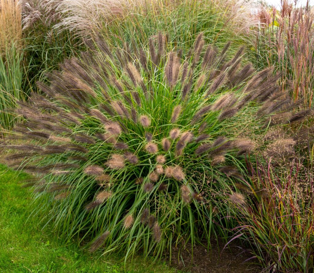 Pennisetum alopecuroides Red Head peenras