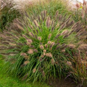 Pennisetum alopecuroides Red Head peenras