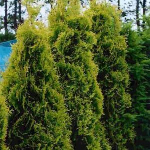 Thuja occidentalis 'Yellow Ribbon