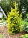 Thuja occidentalis 'Yellow Ribbon