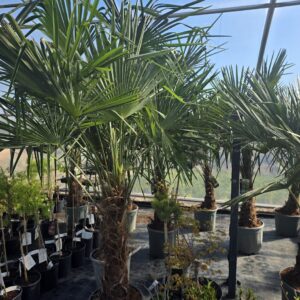 Trachycarpus fortunei palm 170–230 cm potis Levala puukoolis