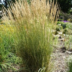 Calamagrostis acutiflora Overdam taim