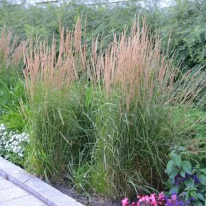 Carex Bronze Perfection rohttaim