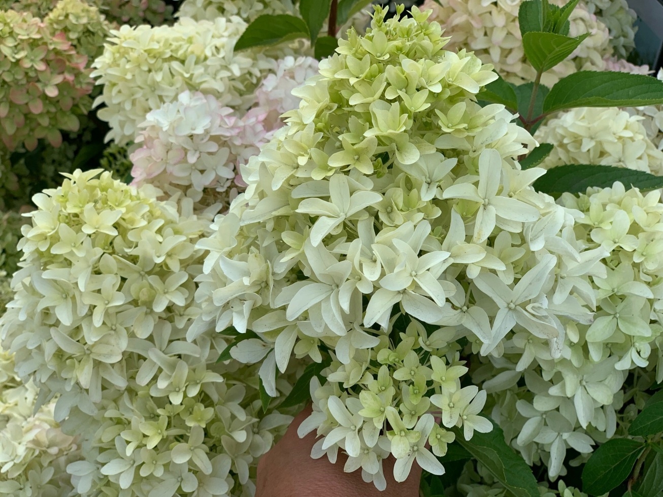 Hydrangea paniculata 'Skyfall' valgete tihedate õisikutega