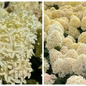 Hydrangea paniculata 'Skyfall' valgete tihedate õisikutega