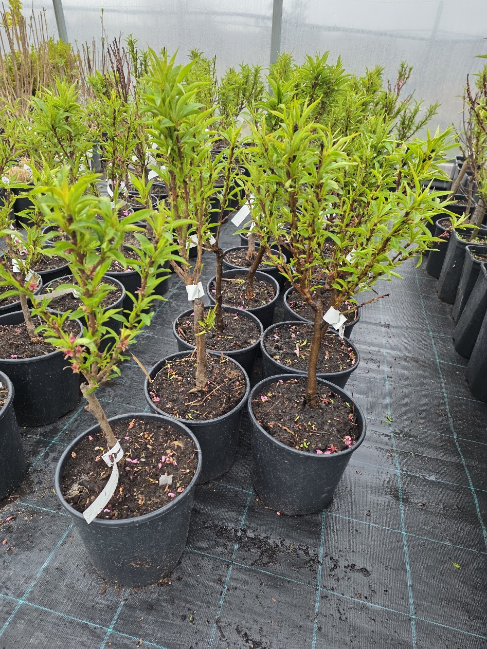 Mini viljapuud virsikud, nektariinid ja aprikoosid potis