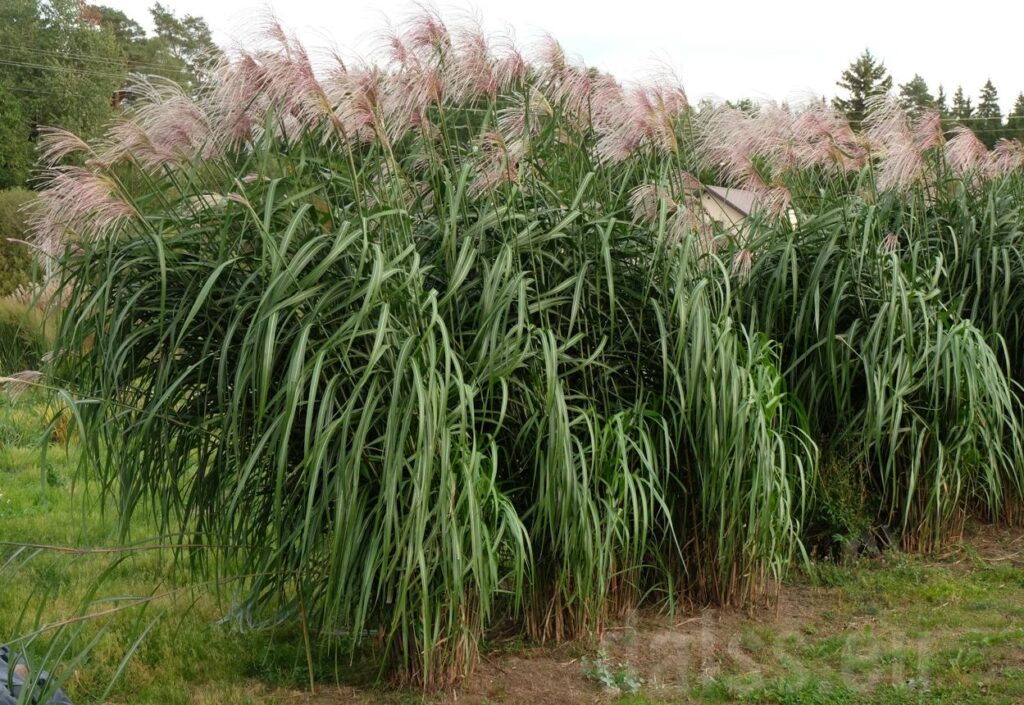 Miscanthus giganteus hiid-siidipööris potitaim