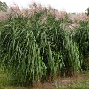 Miscanthus giganteus hiid-siidipööris potitaim