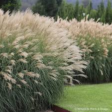 Miscanthus Adagio taim