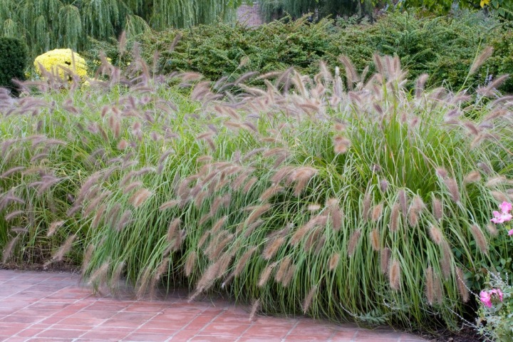 Pennisetum alopecuroides 'Red Head'