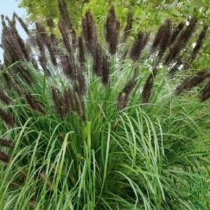 pennisetum-alopecuroides-viridescens.jpg