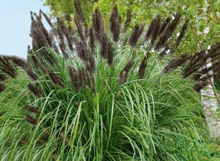 pennisetum-alopecuroides-viridescens.jpg