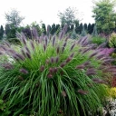 pennisetum-alopecuroides-viridescens.jpg