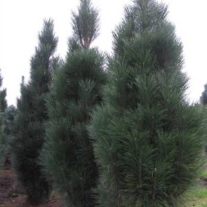 Pinus nigra 'Pyramidalis' 140 cm kitsas sammasjas must mänd