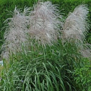 Miscanthus Memory taim