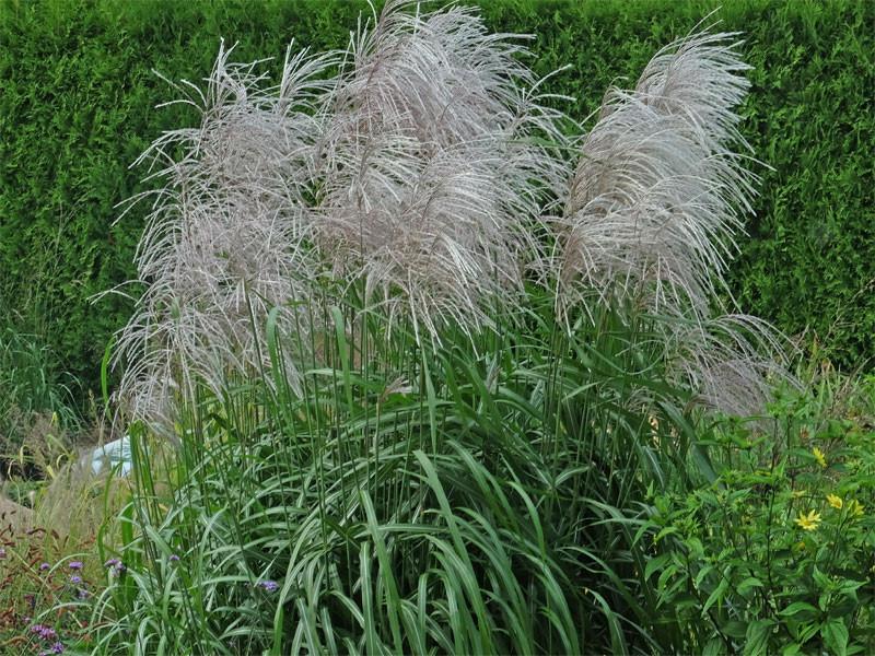 Miscanthus Memory taim