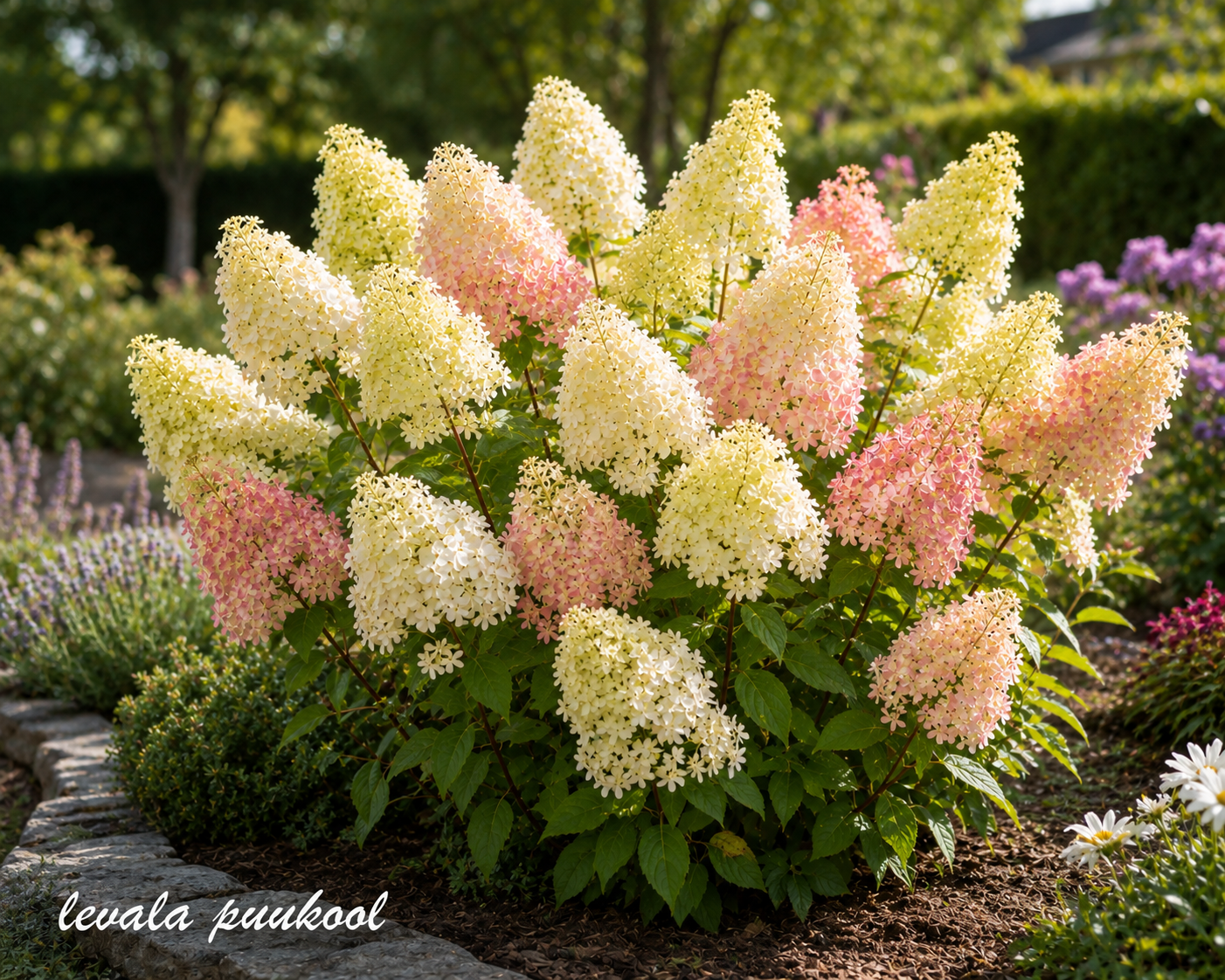 Hortensia Living Milk & Honey