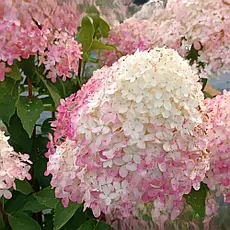 hortensia Magical Andes
