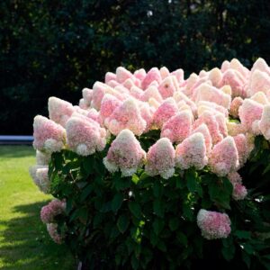 Hydrangea Living Raspberry Pink