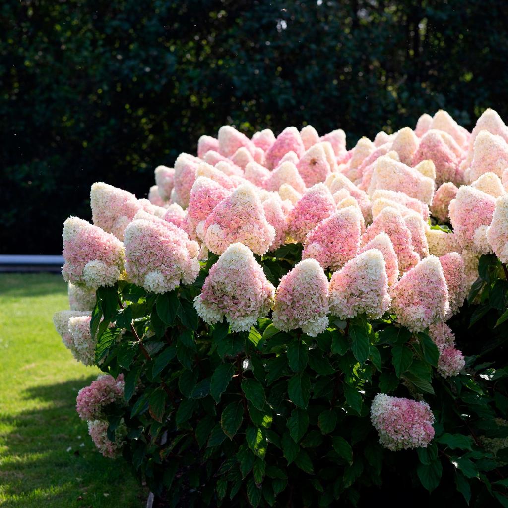 Hydrangea Living Raspberry Pink