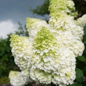 Aedhortensia 'Whitelight'®