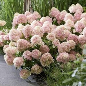 Hortensia Living Little Love