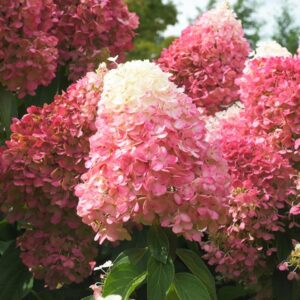 Hortensia Living Pinky Promise