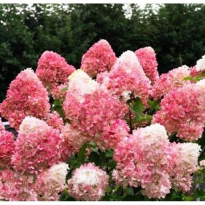 Hortensia Living Strawberry Blossom