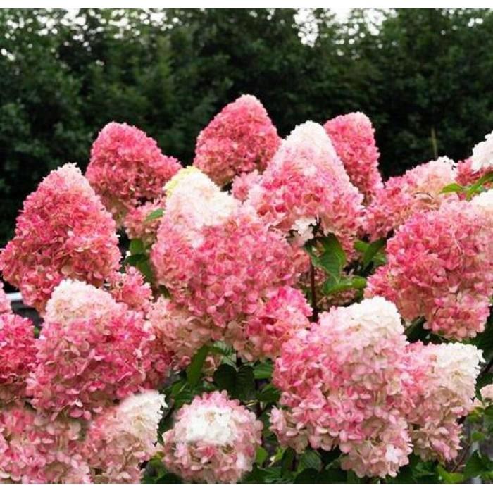 Hortensia Living Strawberry Blossom