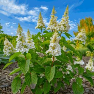 Hortensia paniculata 'Confetti