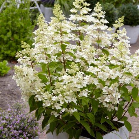 Hortensia paniculata 'Confetti