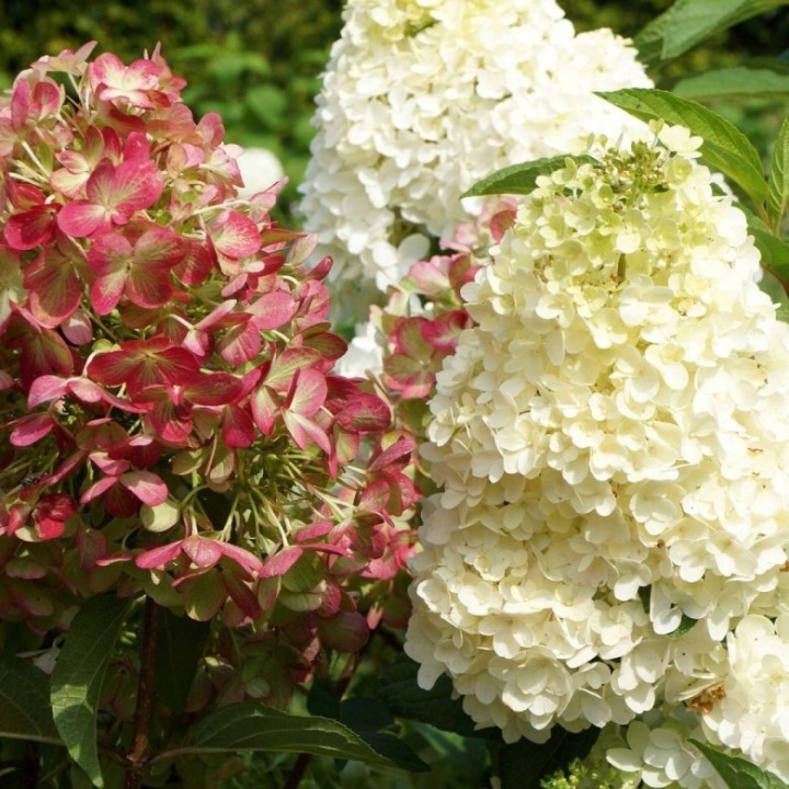 Aedhortensia 'Graffiti'®