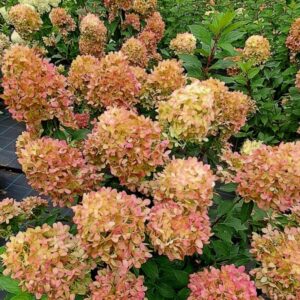 Aedhortensia 'Graffiti'®