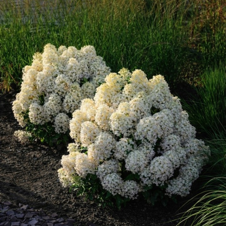 Hortensia-LIVING-Milk-Honey