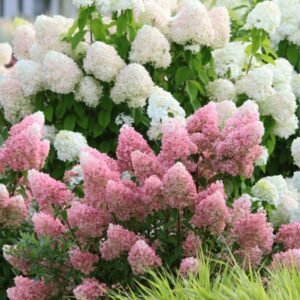 Hydrangea paniculata 'Magical Candle