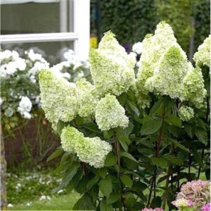 Hortensia Magical Himalaya