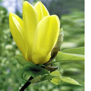 Kollane magnoolia 'Yellow Bird' – kollaste õitega magnoolia