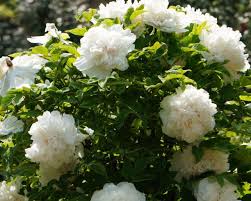 Paeonia suffruticosa 'Xue Ta'