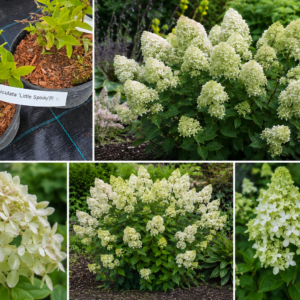 Hortensia paniculata 'Little Spooky'