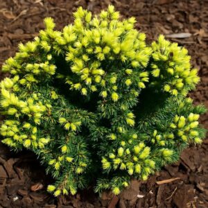 kanada kuusk 'Jalako Gold'
