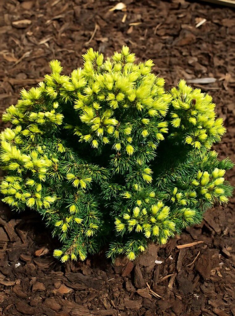 kanada kuusk 'Jalako Gold'