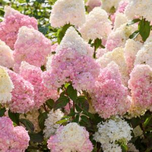 Aedhortensia 'Magical Andes'® on kompaktne ja rikkalikult õitsev hortensia, mille õied ilmuvad valgest roosaks. Ideaalne potti ja aeda. Transport üle Eesti.