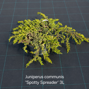 Kadakas Spotty Spreader 3L potis kirju okastikuga