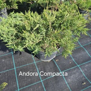 Kadakas Andora Compacta