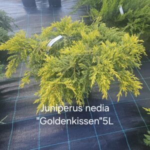 Kadakas Goldkissen 5L potis kuldkollaste võrsetega