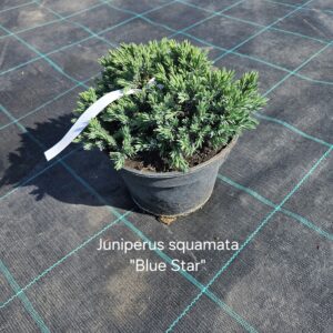 Kadakas Blue Star sinakashalli okastikuga kääbuskadakas