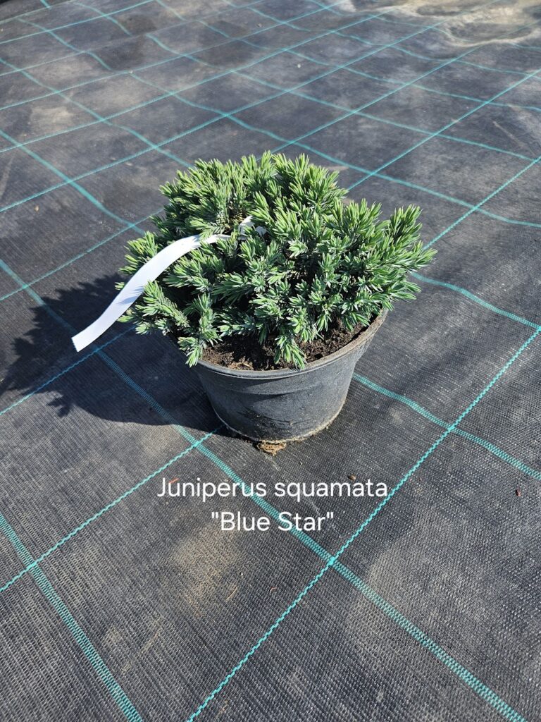 Kadakas Blue Star sinakashalli okastikuga kääbuskadakas